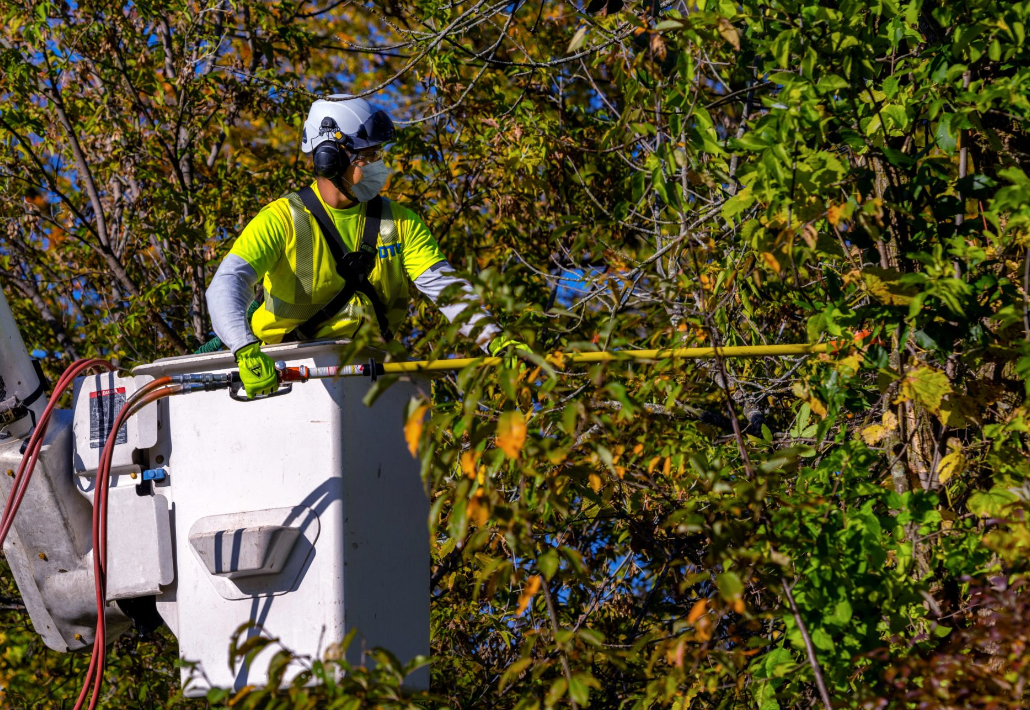 Tree trimming in Brisbane