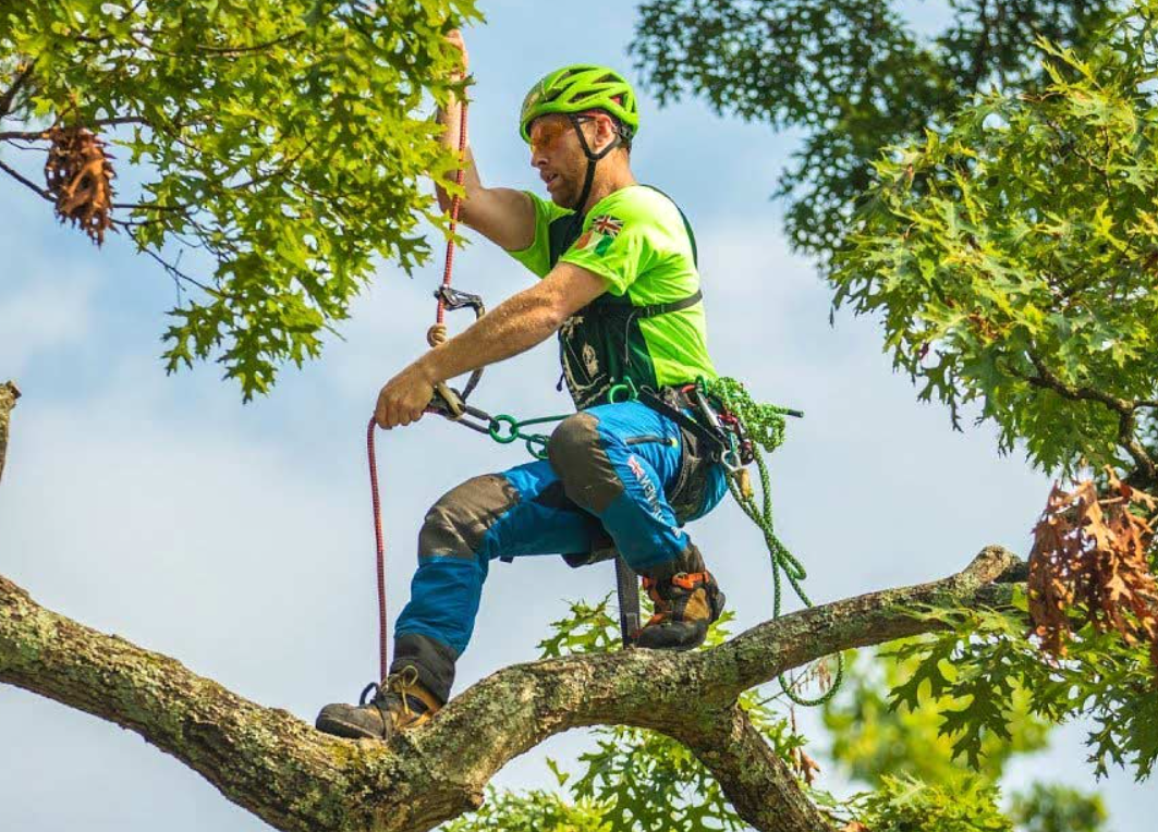 arborist in Brisbane