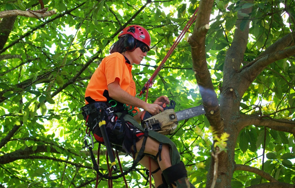 arborist in Brisbane